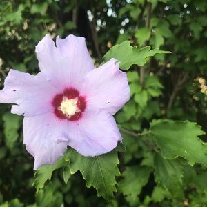 Meet your Posher, Camille